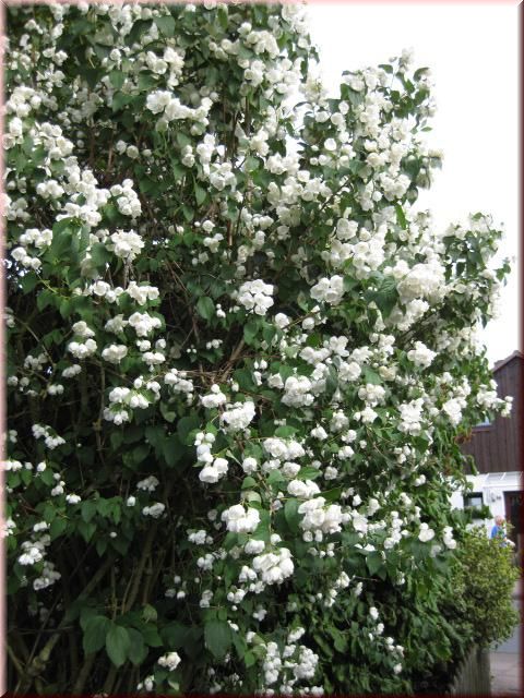 Philadelphus 'Schneesturm'