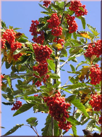 Sorbus aucuparia