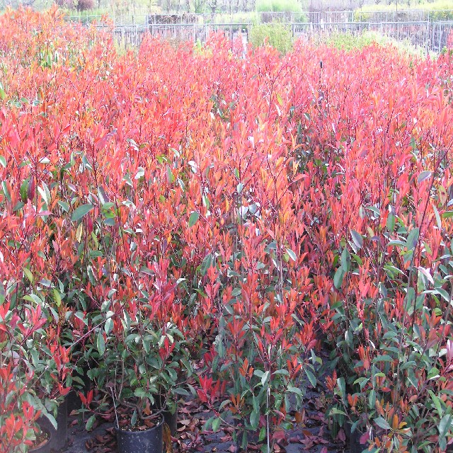 Photinia fraseri 'Red Robin'