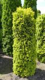 Preview: Taxus baccata 'Semperaurea'