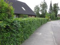 Preview: Carpinus betulus