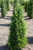 Taxus baccata