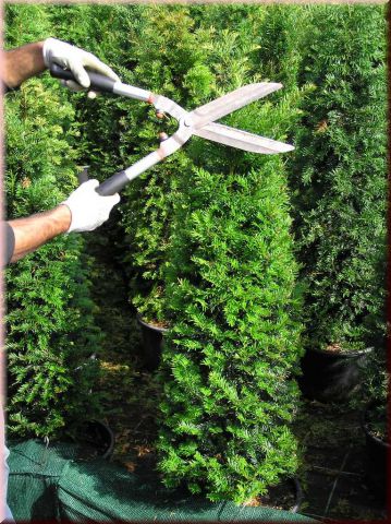 Taxus baccata