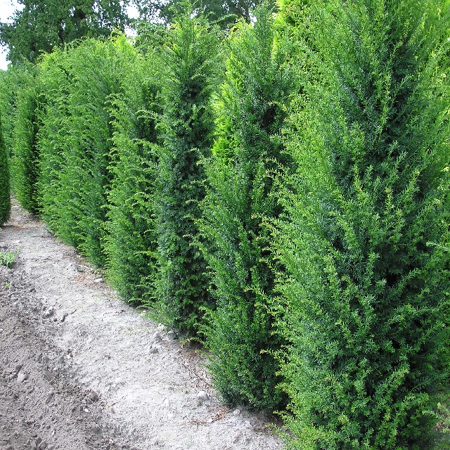 Taxus baccata