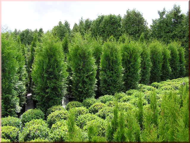 Thuja occidentalis 'Brabant'