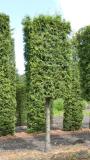 Preview: Thuja occidentalis 'Brabant'