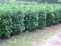 Preview: Prunus lauroc. 'Etna' ®