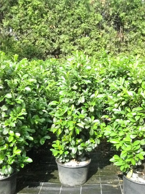 Prunus lauroc. 'Etna' ®