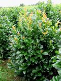 Preview: Prunus lauroc. 'Etna' ®
