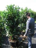 Prunus lauroc. 'Etna' ®