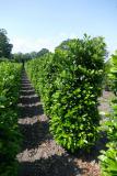 Prunus lauroc. 'Etna' ®