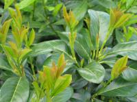 Preview: Prunus lauroc. 'Etna' ®