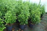 Prunus lusitanica 'Angustifolia'