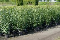 Prunus lauroc. 'Genolia' ®