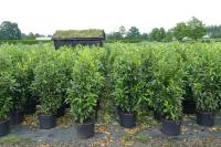 Prunus lauroc. 'Genolia' ®