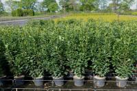 Prunus lauroc. 'Genolia' ®