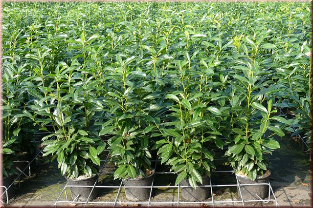 Prunus lauroc. 'Genolia' ®