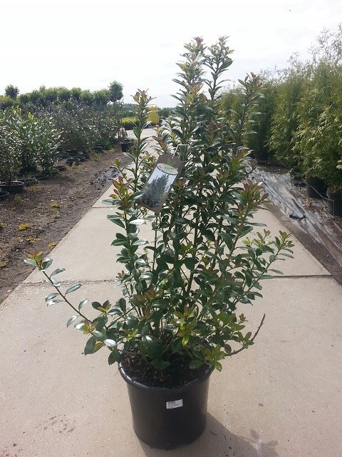 Ilex meserveae 'Heckenpracht' ®