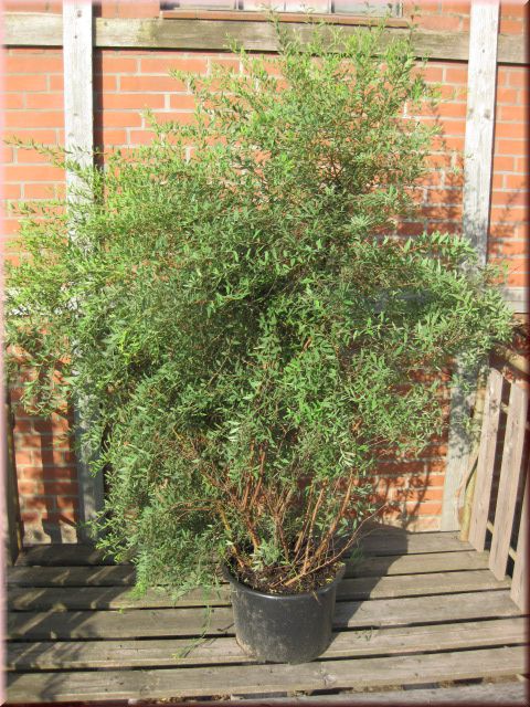 Preview: Spiraea cinerea 'Grefsheim'