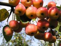 Malus 'Evereste' ® CAC