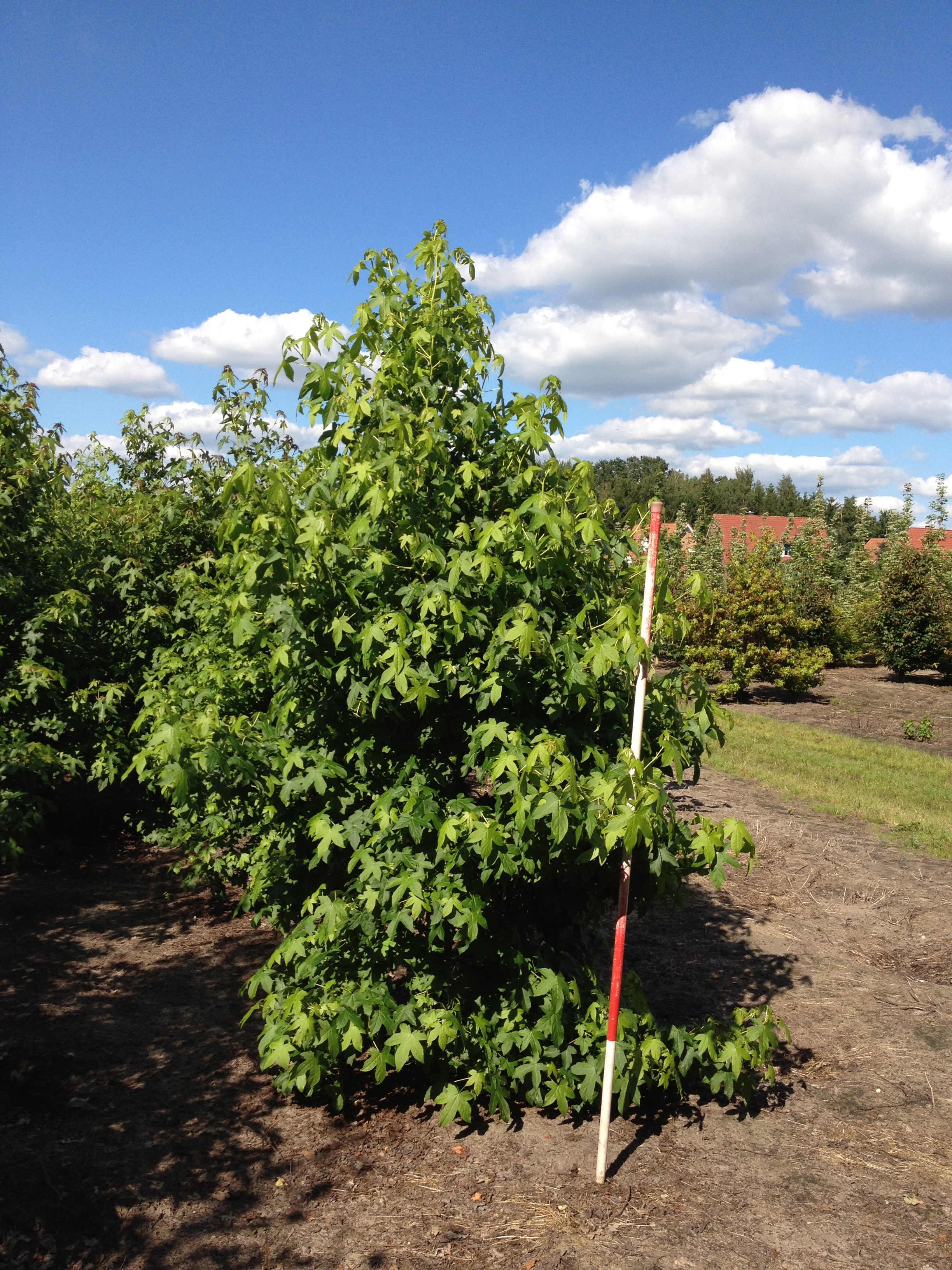 Amerikanischer Amberbaum (Liquidambar styraciflua) 200250 cm
