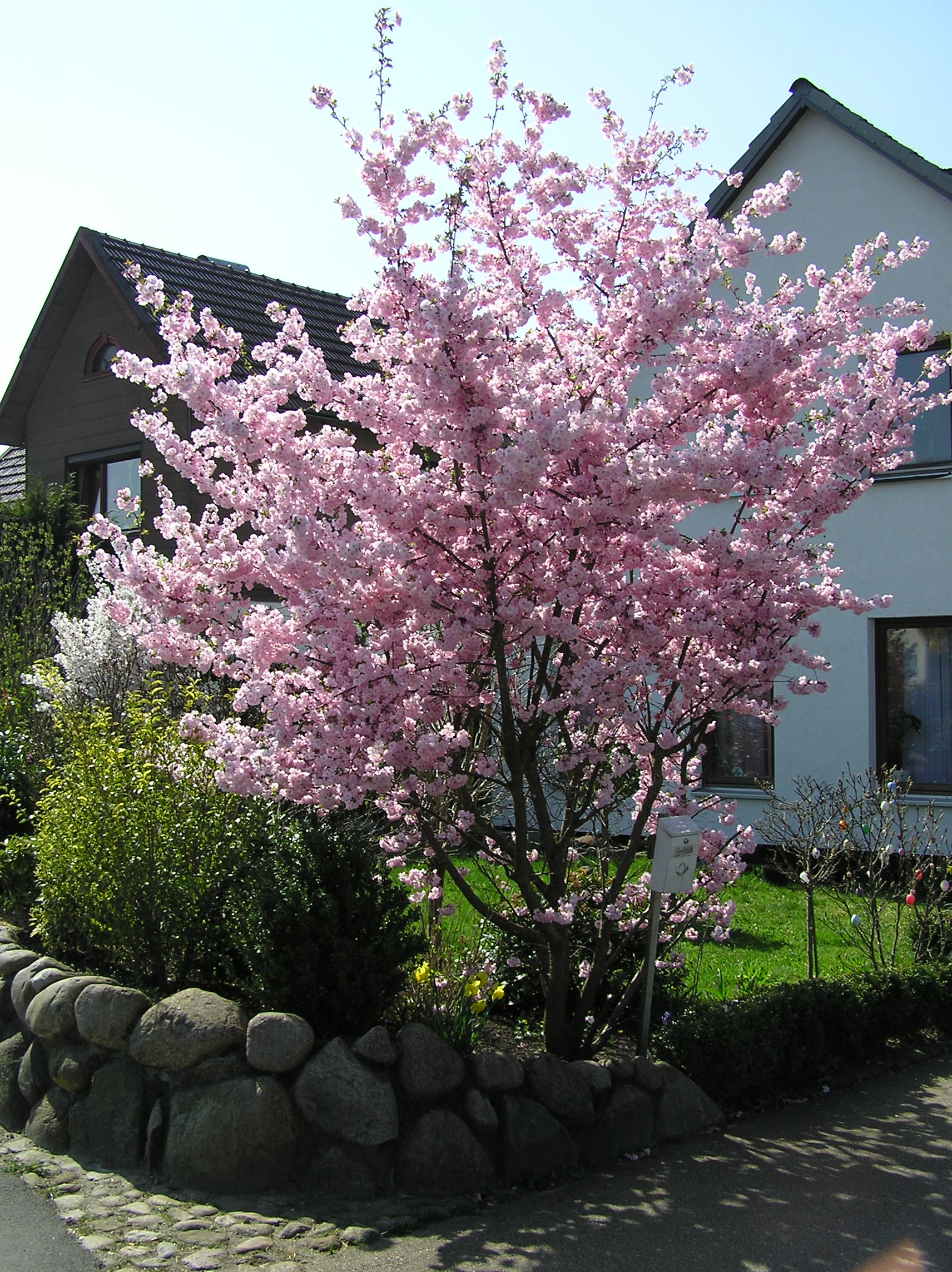 Frühe Zierkirsche (Prunus, Accolade, CAC) 150200 cm