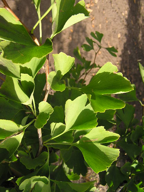 Fächerblattbaum (Ginkgo biloba) 250300 cm bestellen Sie in der