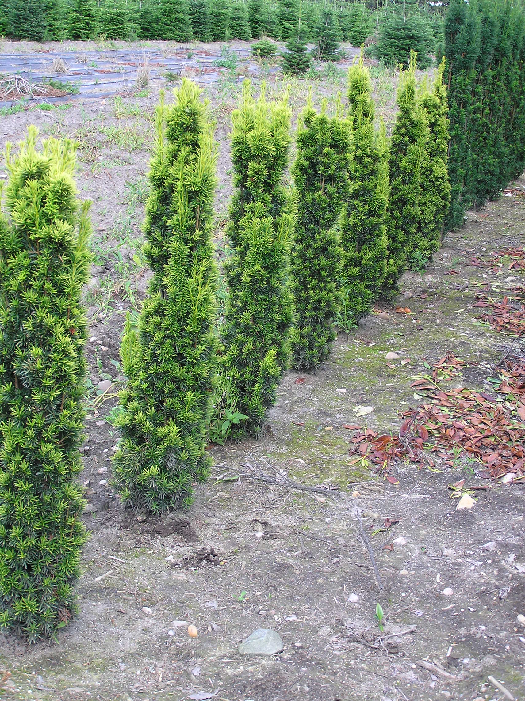 Gelbe rundumleuchte kaufen