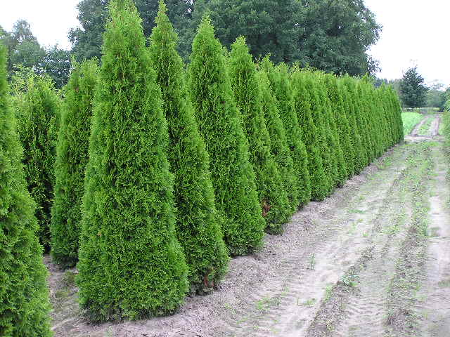Thuja Lebensbaum, Smaragd (Thuja occidentalis, Smaragd) 225250 cm in