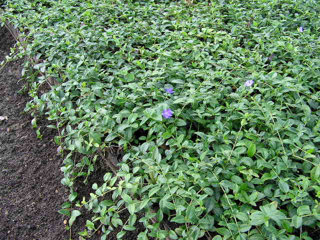 Kleinblättriges Immergrün (Vinca minor) 57 cm kaufen in bester