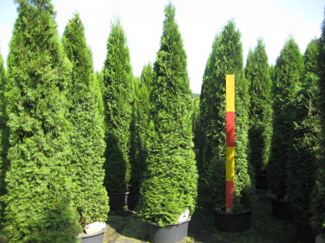 Thuja Lebensbaum , Smaragd (Thuja occidentalis, Smaragd) 275300 cm