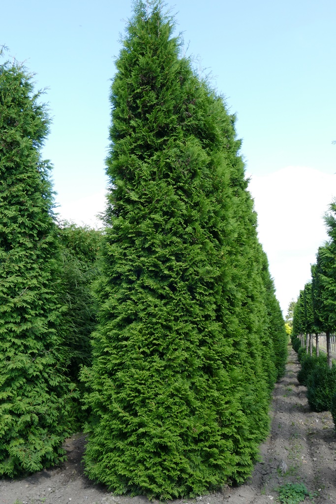 Thuja Lebensbaum, Brabant (Thuja occidentalis, Brabant) 600700 cm in
