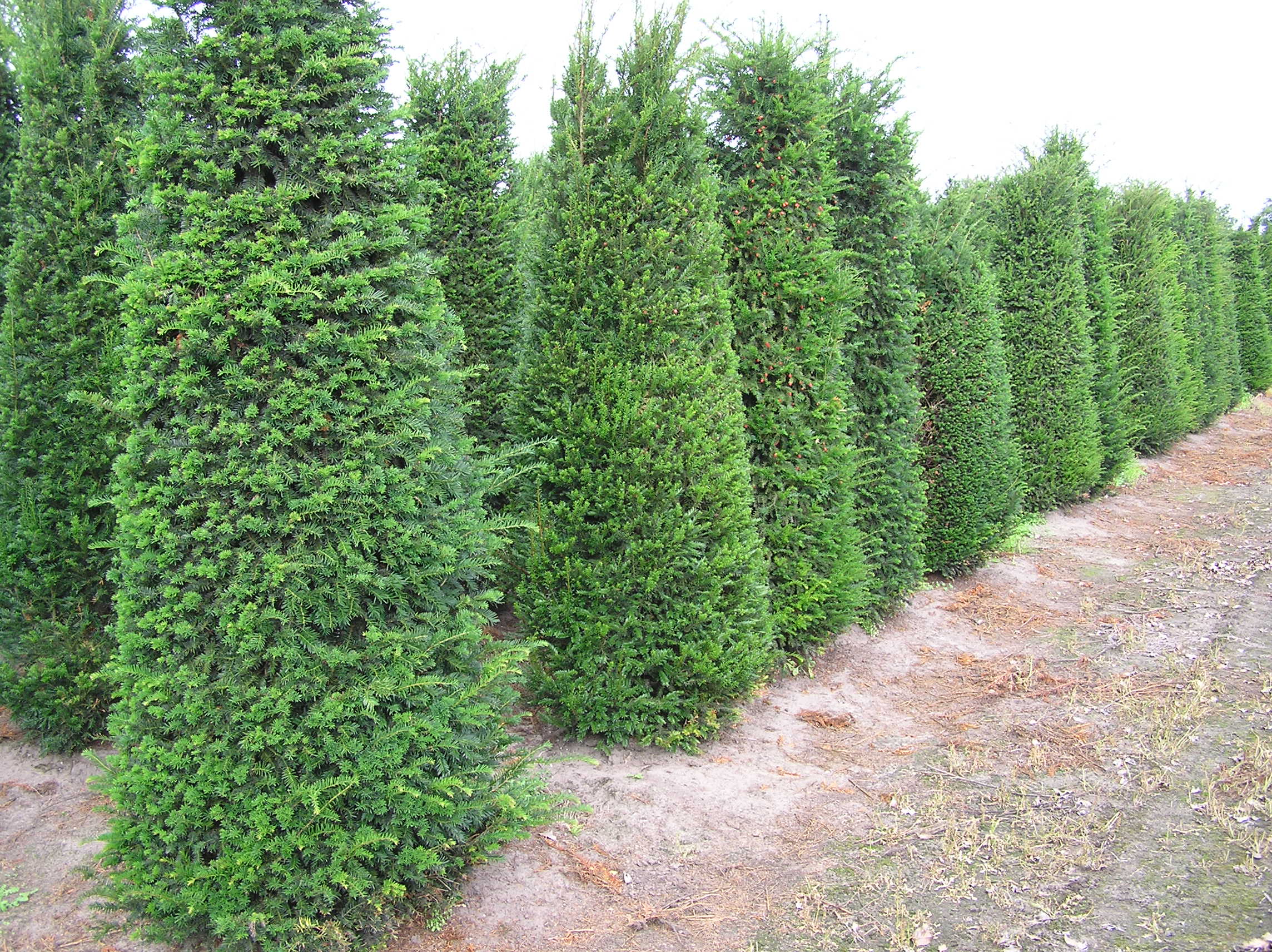 Eibe heimische Eibe (Taxus baccata) 275300 cm bei der online