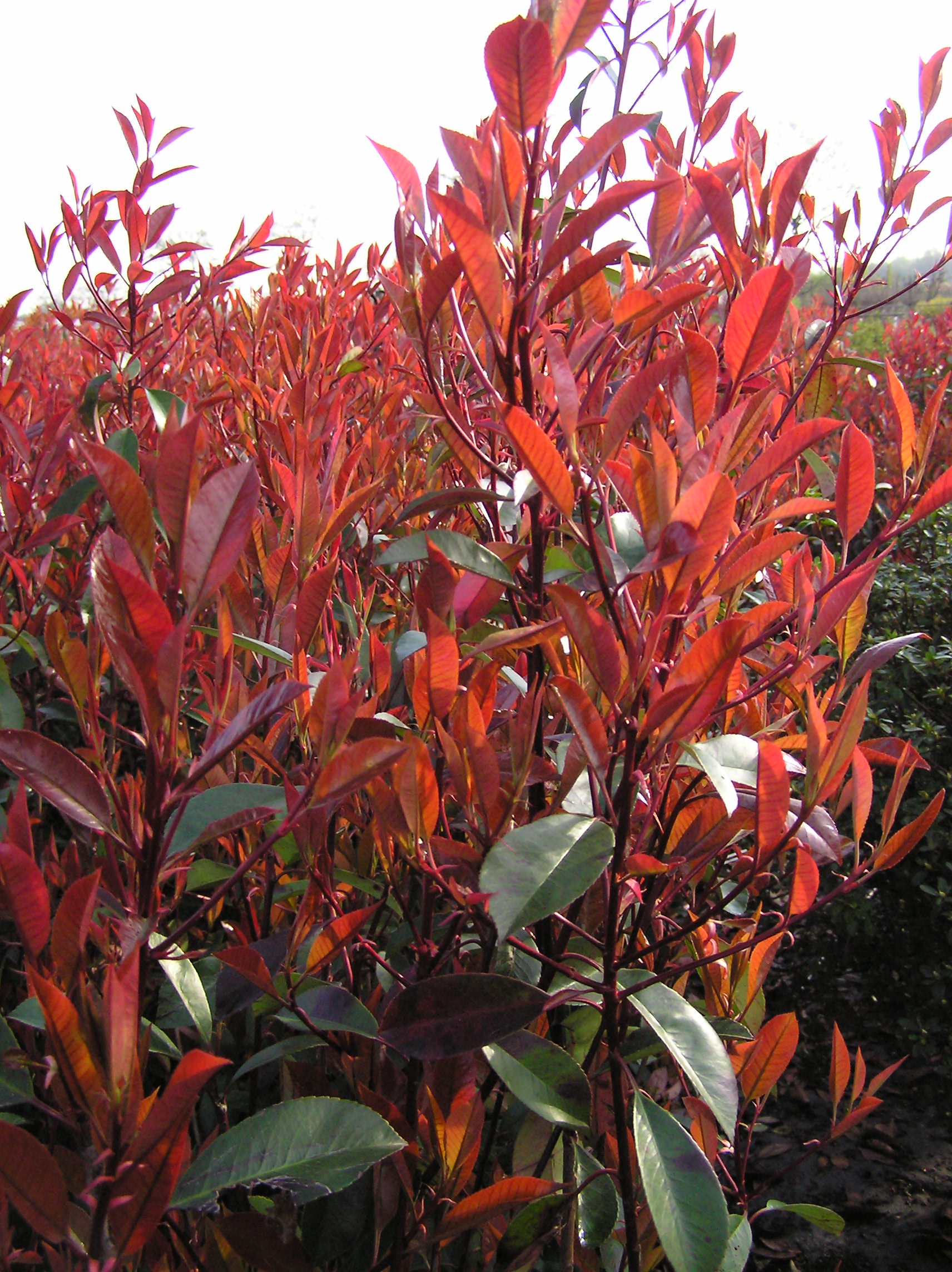 Glanzmispel, Red Robin - (Photinia fraseri, Red Robin) 80 ...