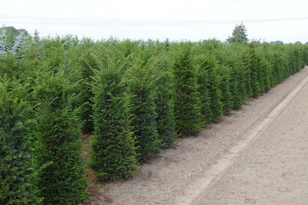 Eibe Heimische Eibe Taxus Baccata 140 160 Cm Bei Der Online Baumschule Fur Heckenpflanzen Und Baume