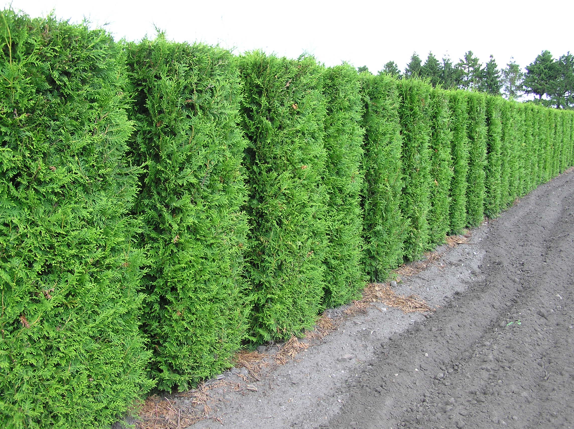 Thuja Lebensbaum, Brabant (Thuja occidentalis, Brabant) 300325 cm