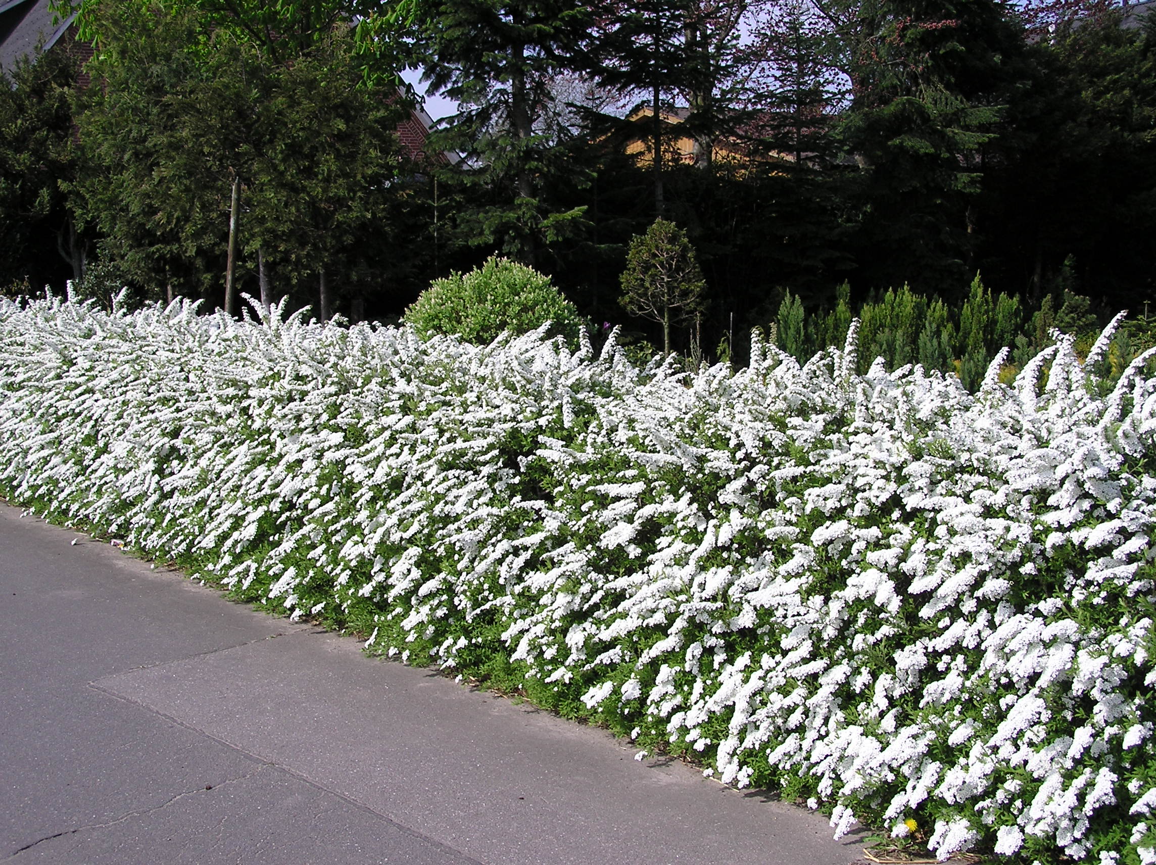 Weiße Rispenspiere (Spiraea cinerea, Grefsheim) 80100 cm günstig