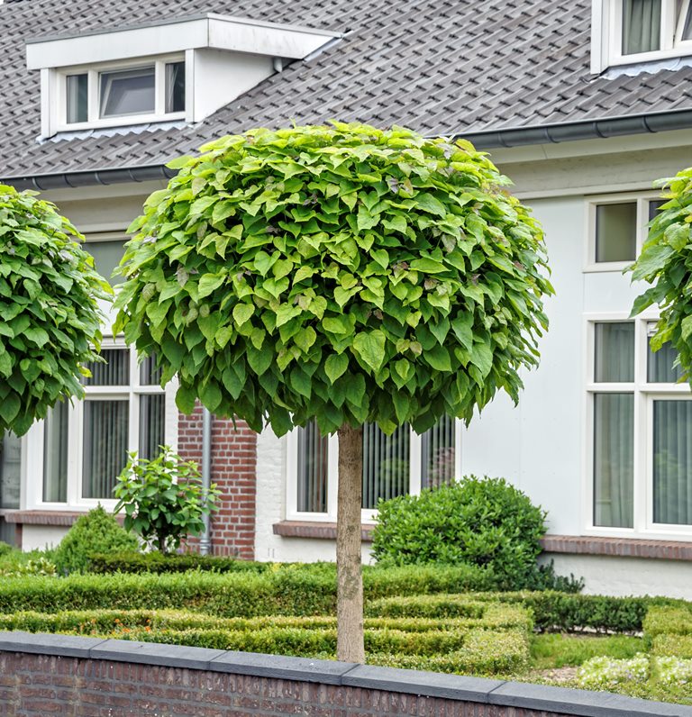 KugelTrompetenbaum, Nana (Catalpa bignonioides, Nana) 1618 cm