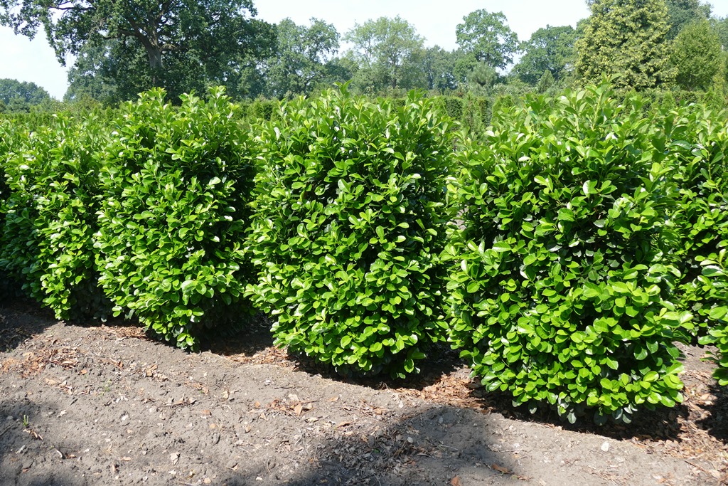 Kirschlorbeer Etna Prunus Lauroc Etna 175 200 Cm Online Kaufen In Der Baumschule 2000 De