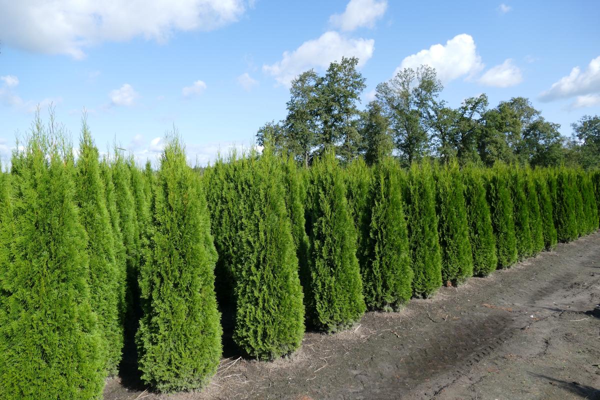 Thuja Lebensbaum, Smaragd (Thuja occidentalis, Smaragd) 175200 cm