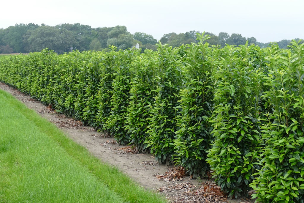 Schlanke Kirschlorbeer, Genolia, ® (Prunus lauroc., Genolia, ®) 150