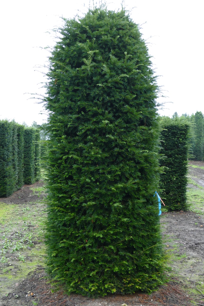 Eibe heimische Eibe (Taxus baccata) 300350 cm kaufen Sie günstig