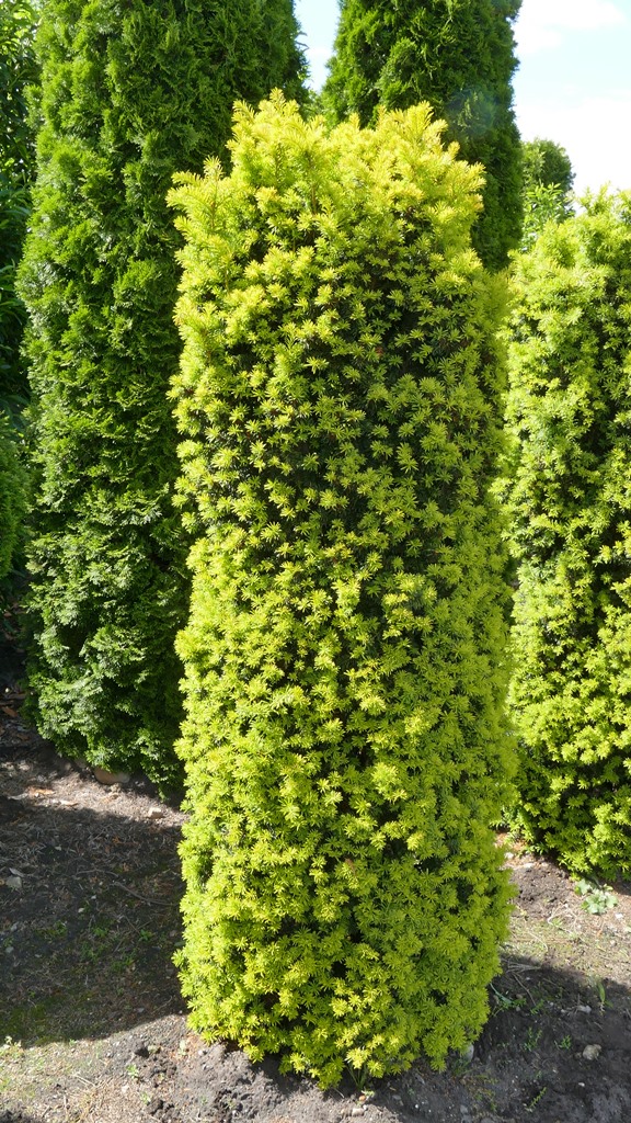 Goldene Straucheibe (Taxus baccata, Semperaurea) 3040 cm im