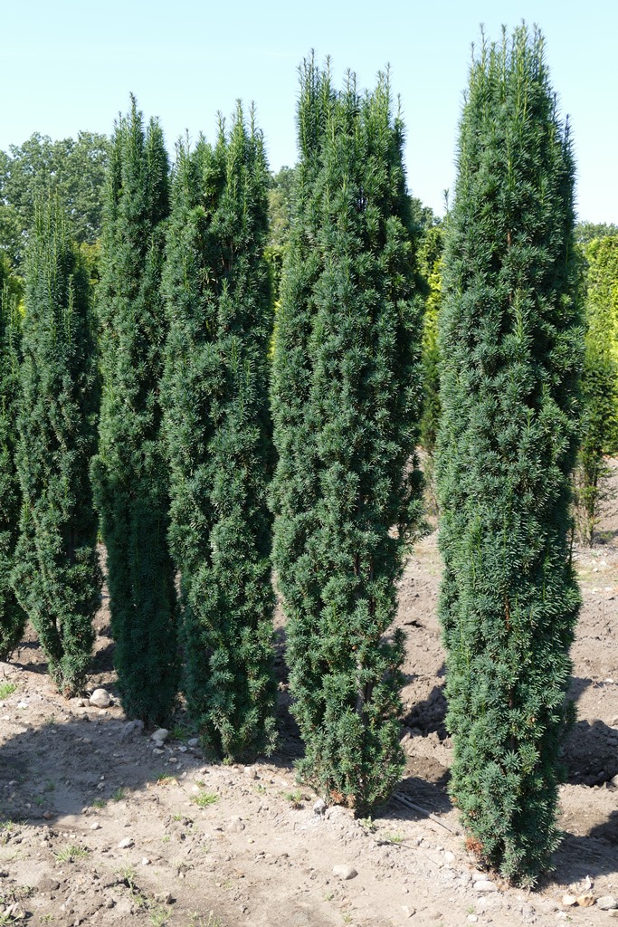 Säuleneibe grün Taxus baccata Fastigiata Robusta 70-80 cm mit Ballen 