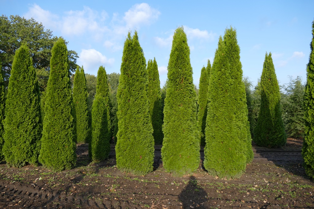Thuja Lebensbaum, Smaragd (Thuja occidentalis, Smaragd) 350400 cm