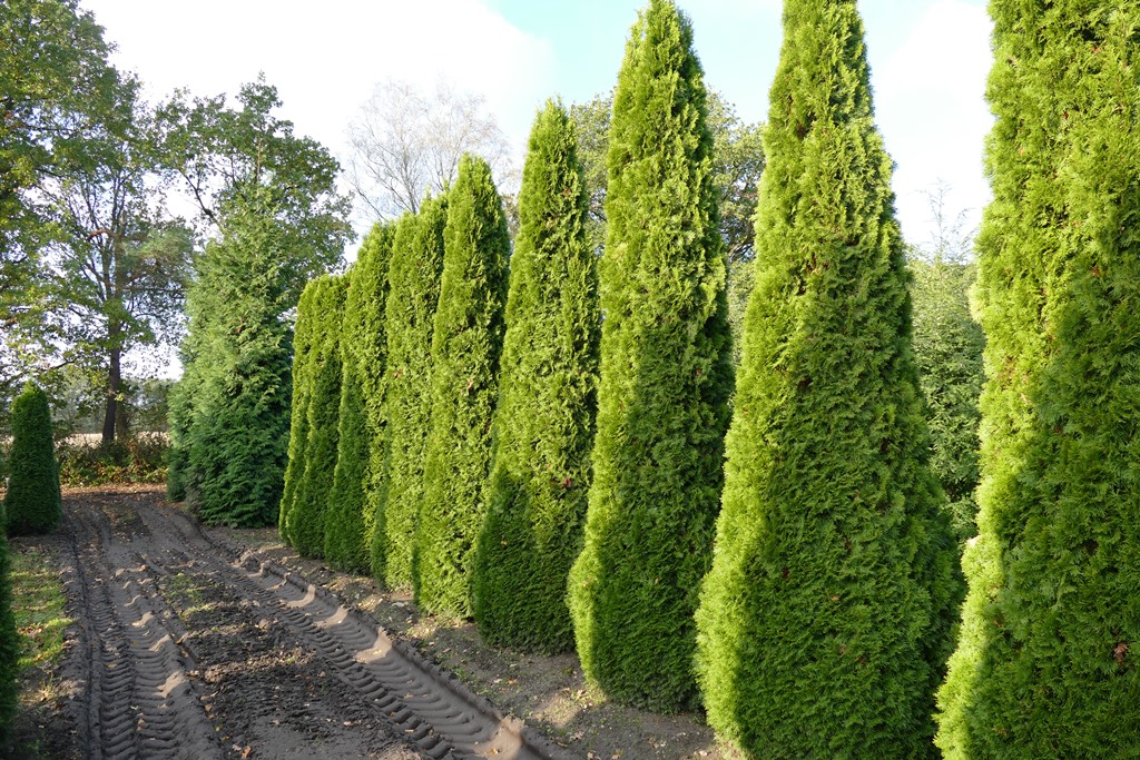 Thuja Lebensbaum Smaragd Occidentalis 400 450 Cm.