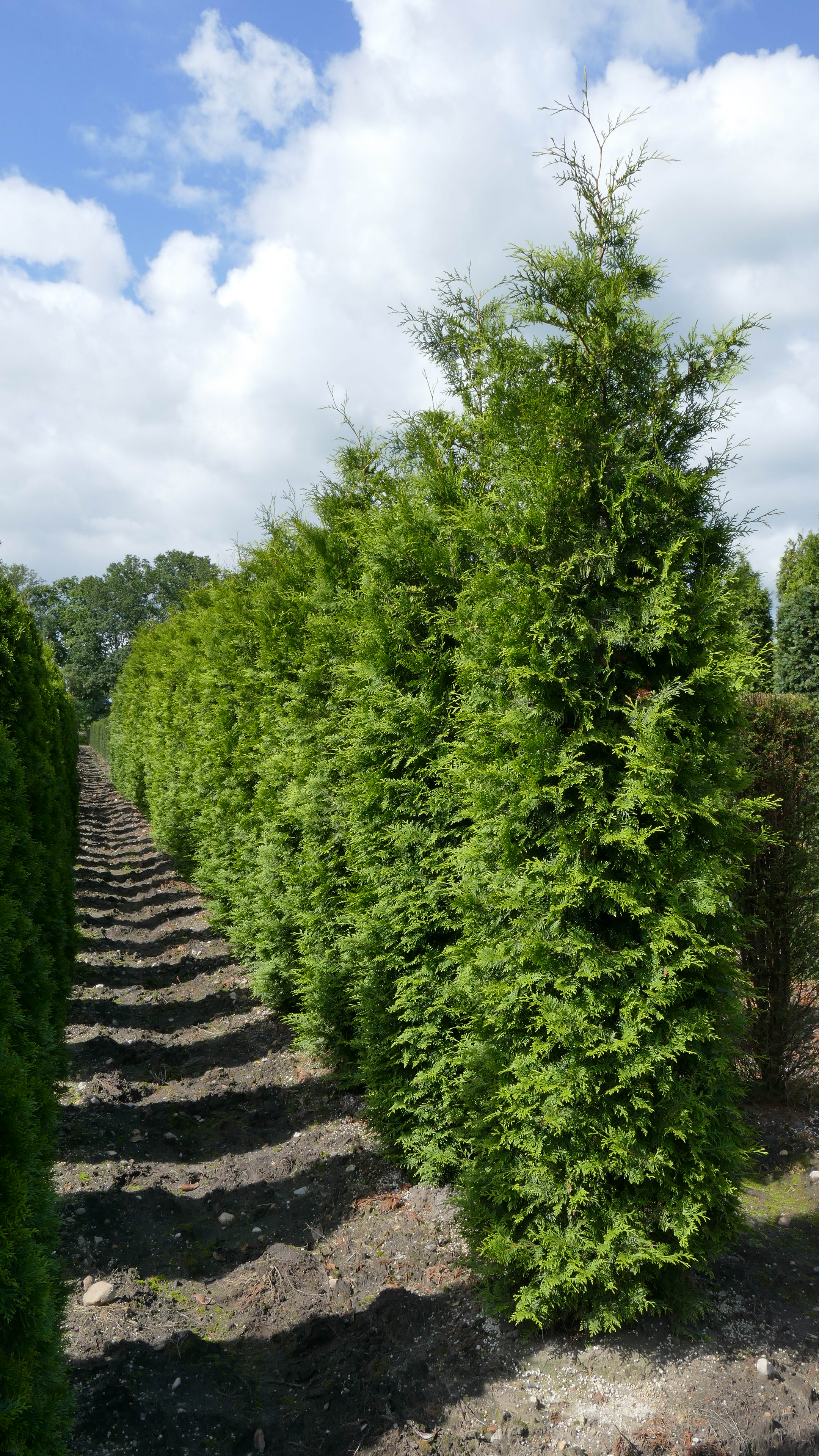 Thuja Lebensbaum, Brabant (Thuja occidentalis, Brabant) 350400 cm in
