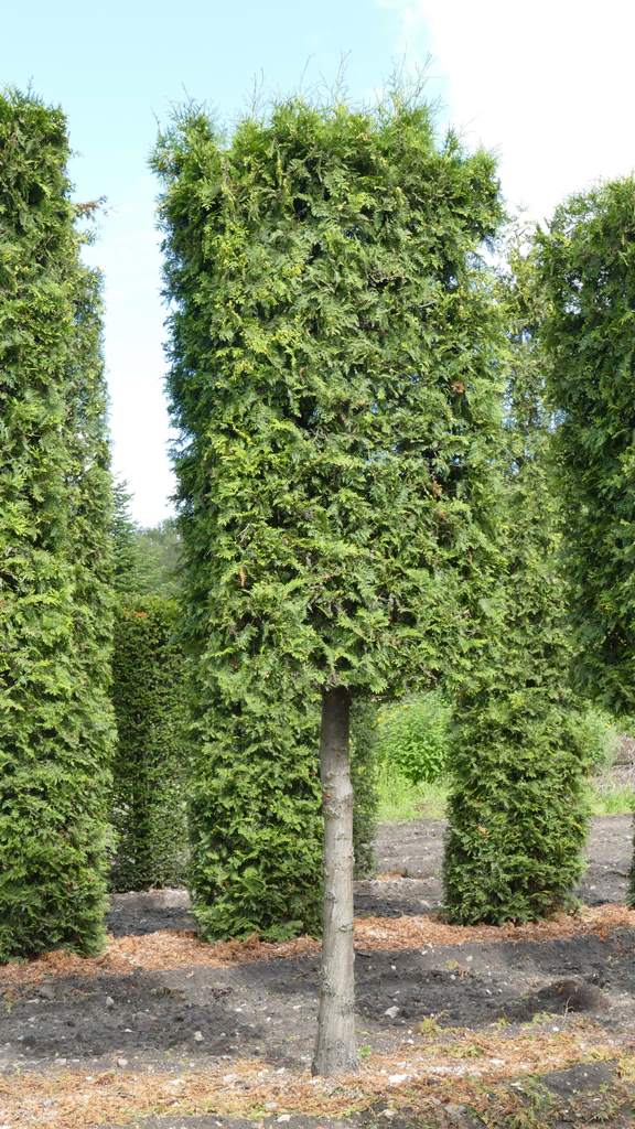 Thuja Lebensbaum, Brabant (Thuja occidentalis, Brabant) 350400 cm