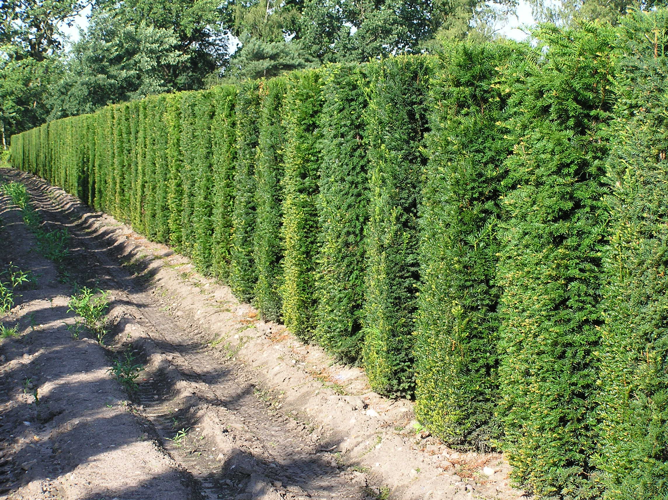 Eibe Heimische Eibe Taxus Baccata 200 220 Cm Bestellen Sie In 