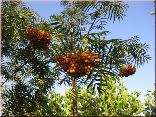 Sorbus 'Dodong'